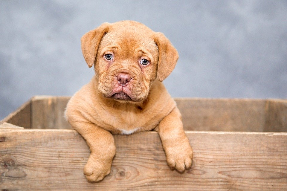 Chien 